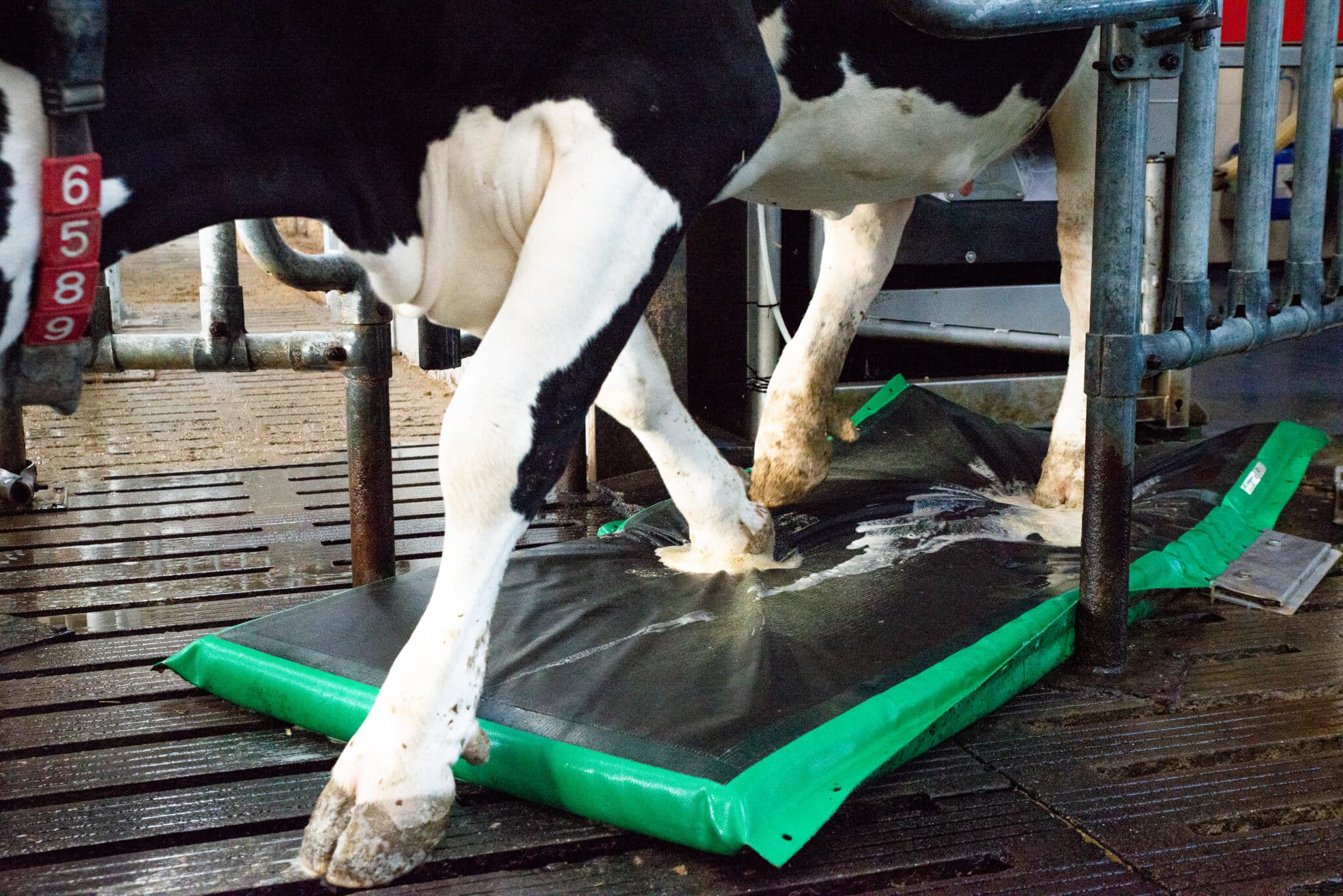 MS AutoHoofClean – 24/7 veseli nagi