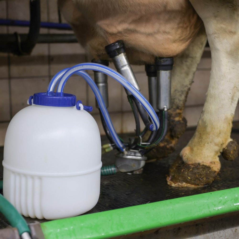 Ceturkšņa slaukšanas kanna, 8 litri