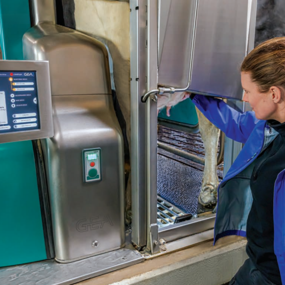 Automatizēta slaukšanas sistēma DairyRobot R9500