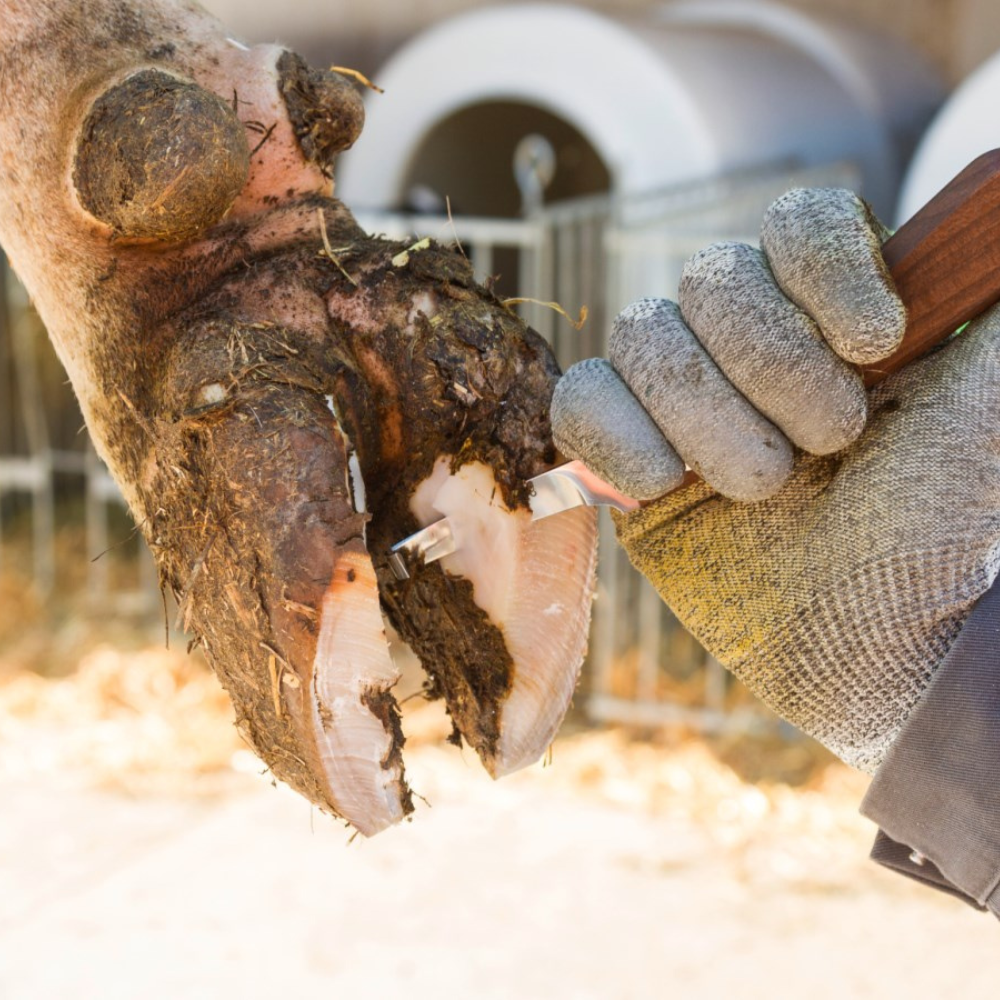 Nagu griešanas nazis SuperProfi, labais šaurs, vienpusējs