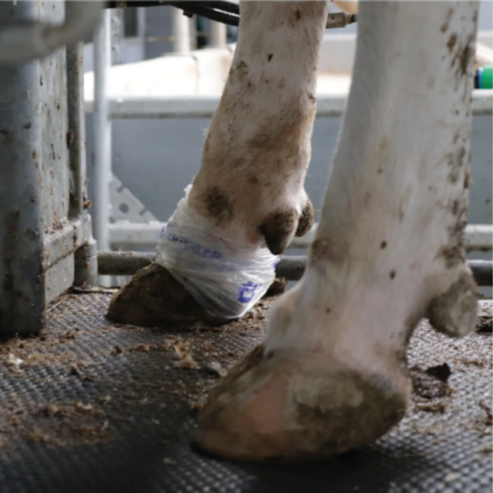 Zinpro Adaptarap šķīstošs nagu pārsējs, 3 gab.