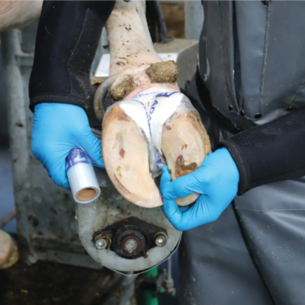 Zinpro Adaptarap šķīstošs nagu pārsējs, 3 gab.