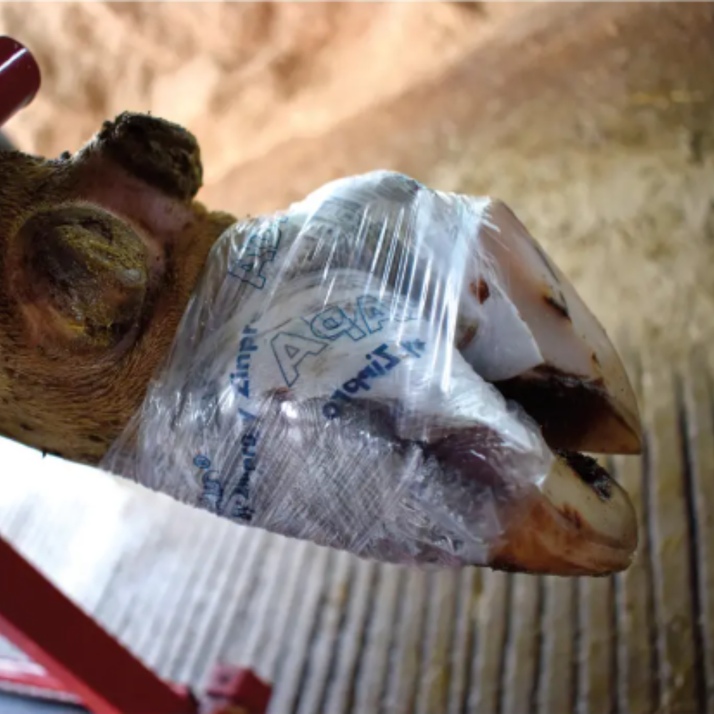 Zinpro Adaptarap šķīstošs nagu pārsējs, 3 gab.