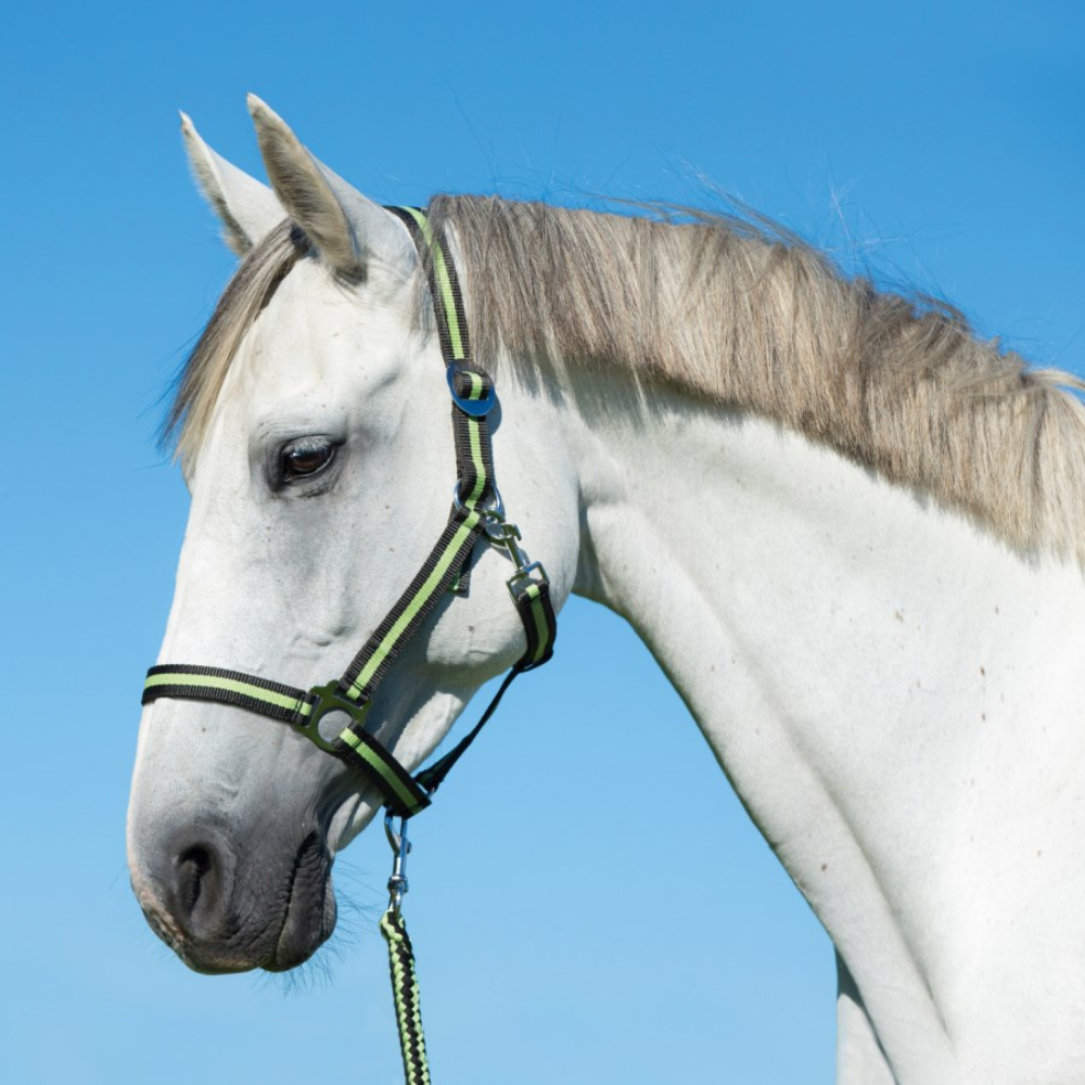 Pavada ar karabīni Hippo, 2m