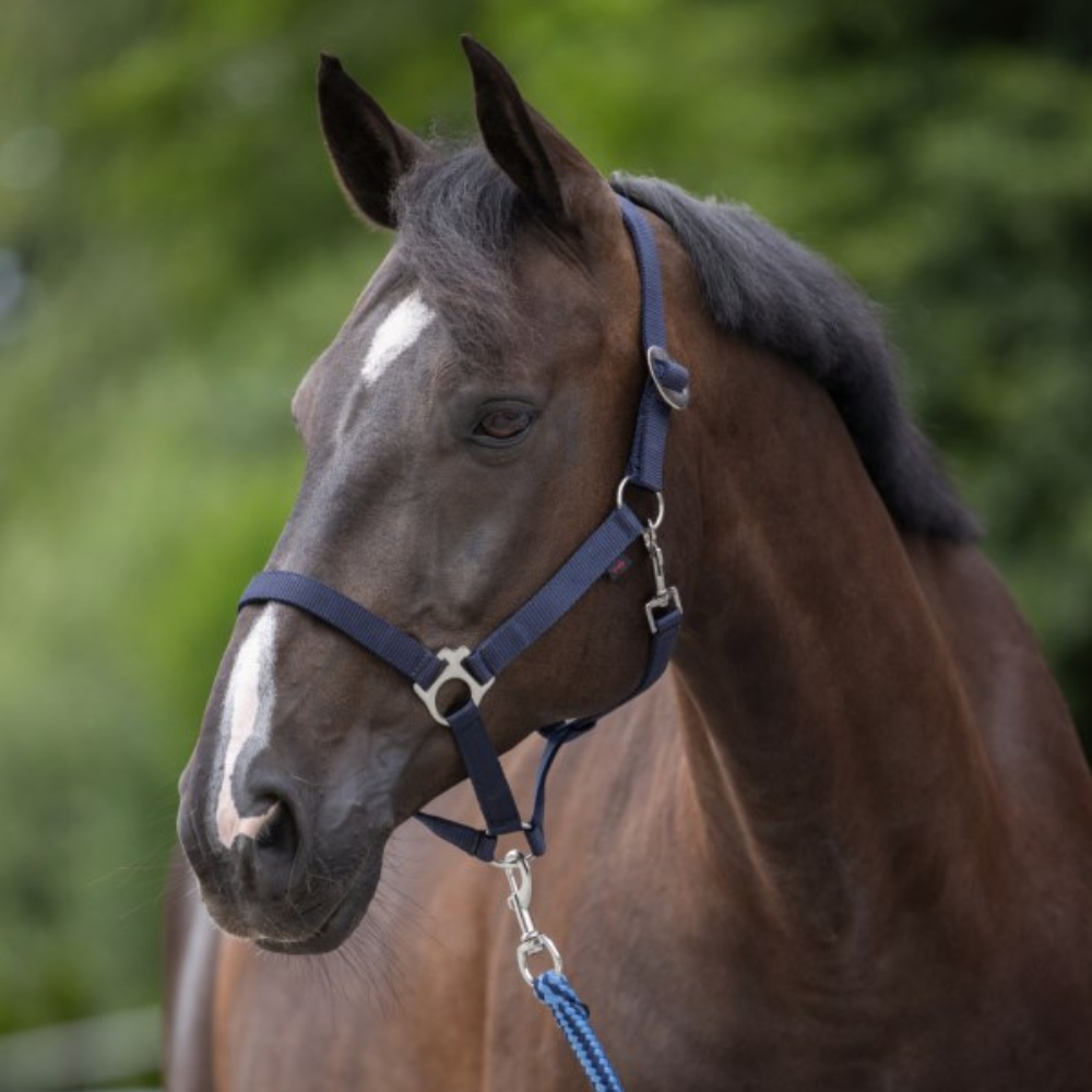 Apauši Hippo, tumši zili