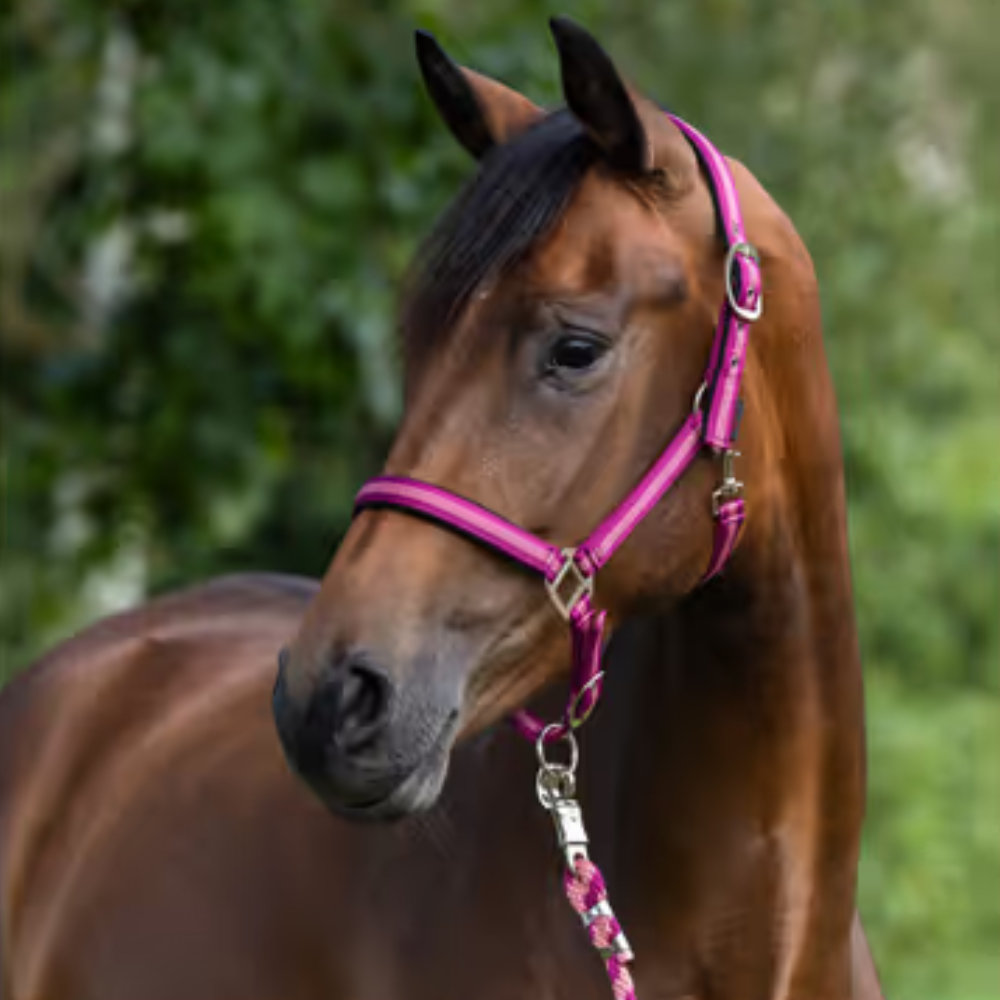 Apauši Mustang, rozā
