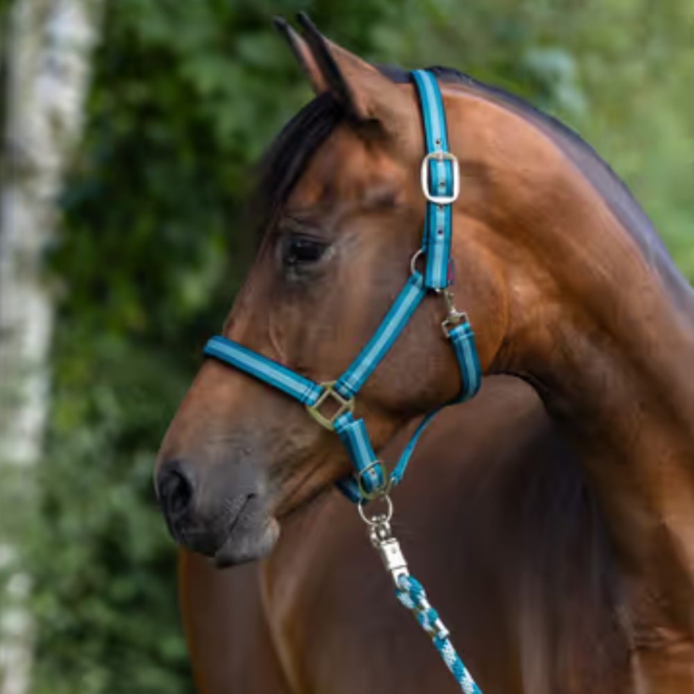 Apauši Mustang, zili